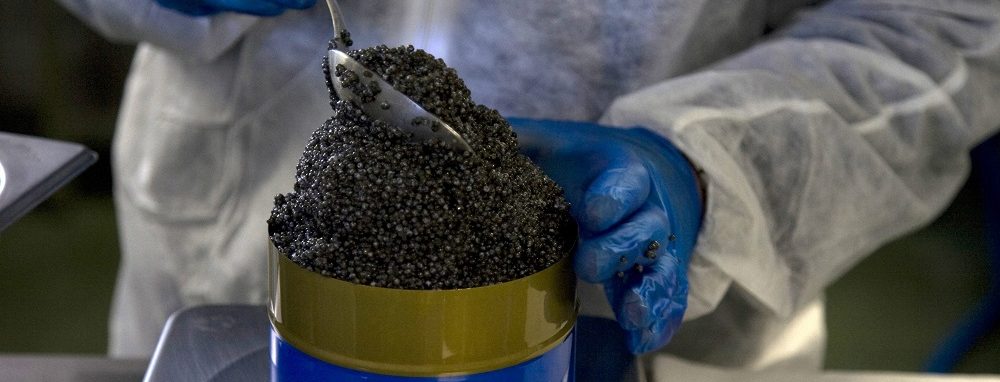 Proceso del caviar